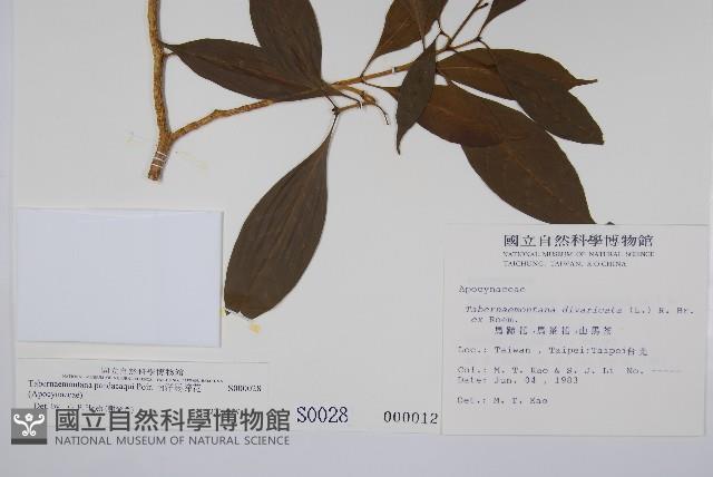 南洋馬蹄花藏品圖，第2張