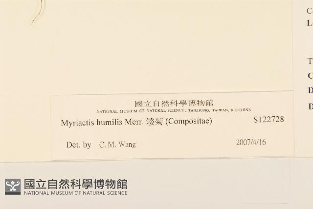 矮菊藏品圖，第3張