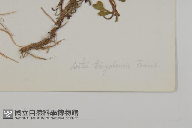 東俄洛紫菀藏品圖，第3張