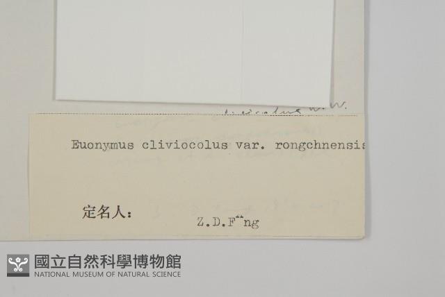 絨楚丘生衛矛藏品圖，第3張