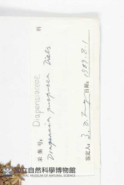 紅花岩梅藏品圖，第3張