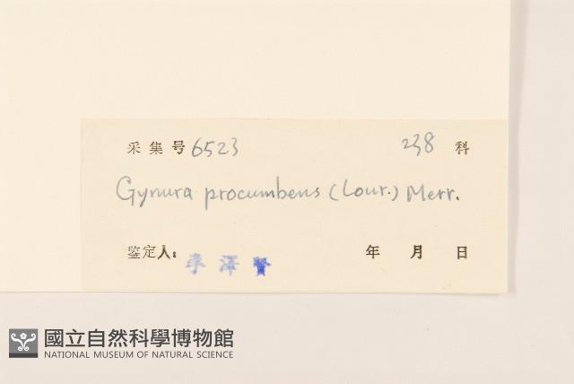 平臥三七草藏品圖，第3張