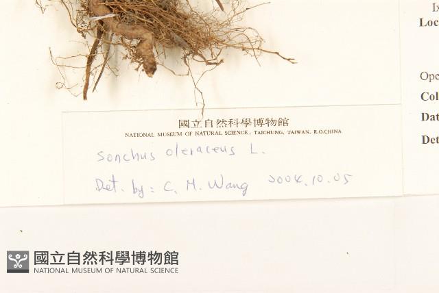 苦滇菜、苦菜藏品圖，第3張