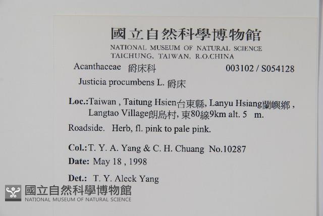 爵床藏品圖，第5張
