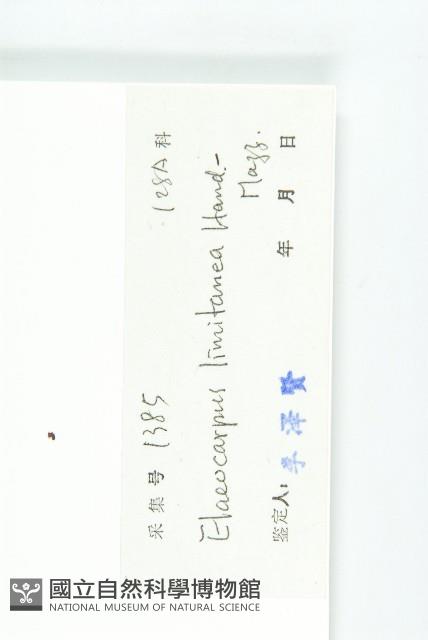 灰毛杜藏品圖，第3張