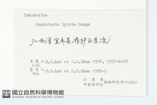 微毛柃藏品圖，第3張