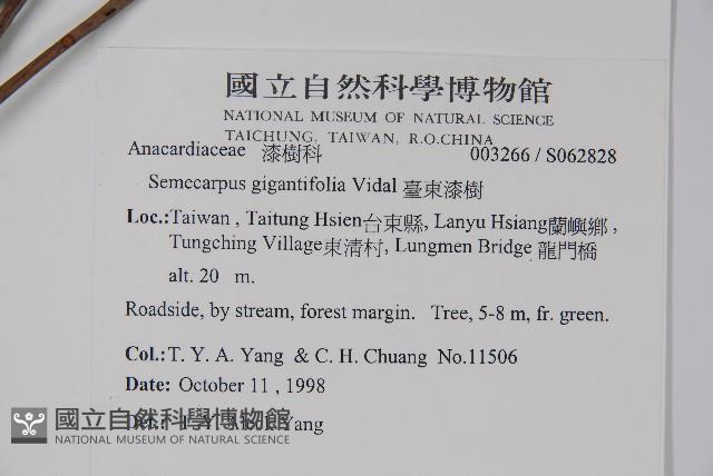 臺東漆樹藏品圖，第2張