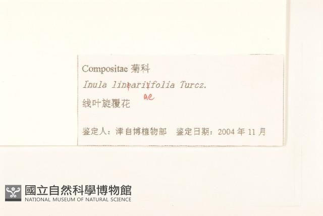 線葉旋覆花藏品圖，第3張