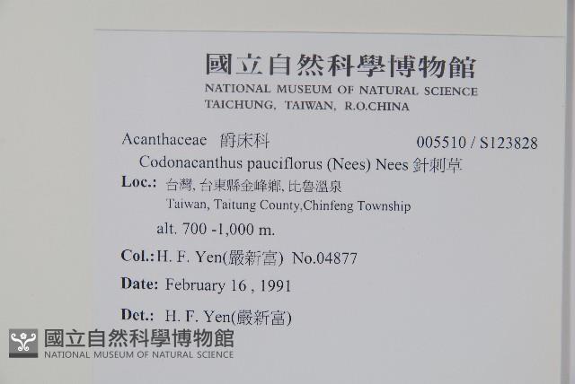 針刺草藏品圖，第2張