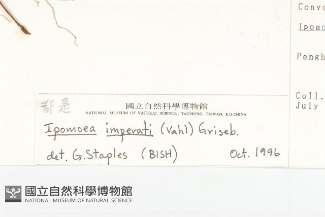 厚葉牽牛藏品圖，第3張