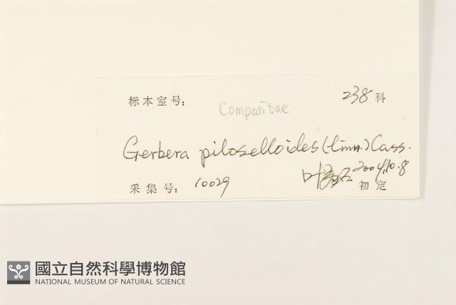 毛大丁草藏品圖，第3張