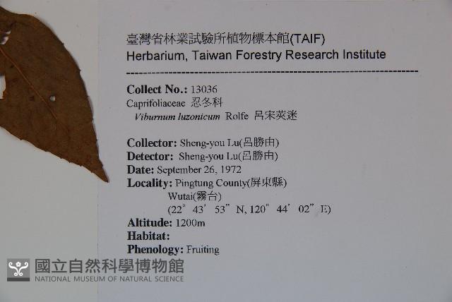 呂宋莢迷藏品圖，第2張