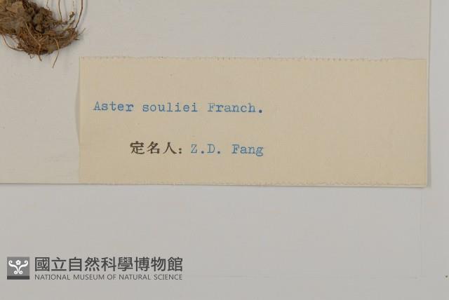 緣毛紫菀藏品圖，第3張