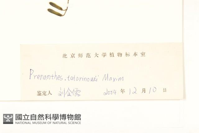 盤果菊藏品圖，第3張