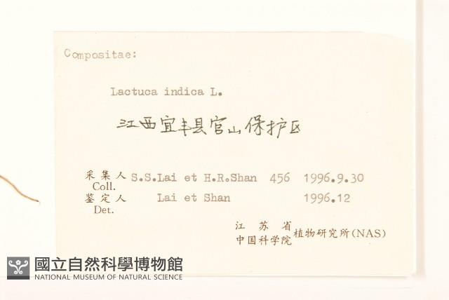 鵝仔草藏品圖，第3張