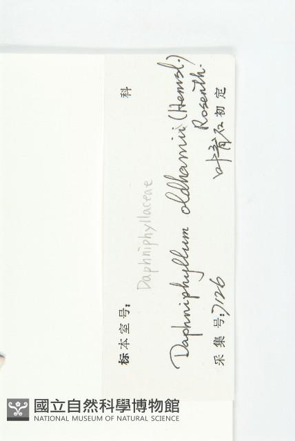 俄氏虎皮楠、蘭嶼虎皮楠、虎皮楠藏品圖，第3張