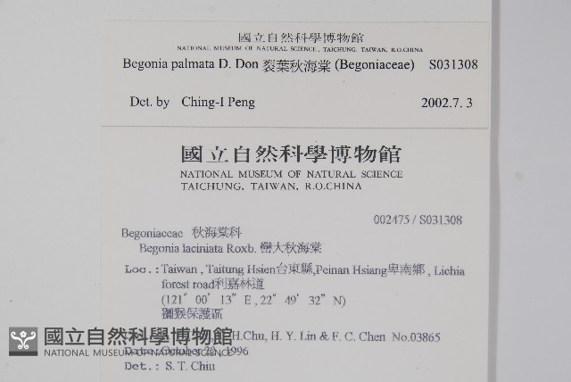 裂葉秋海棠藏品圖，第2張