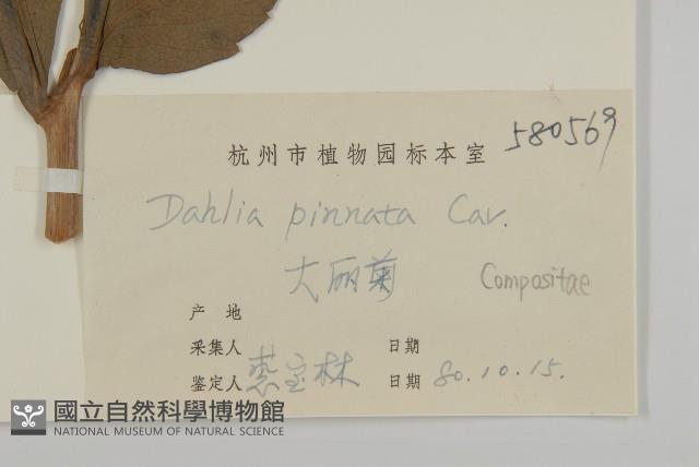 大麗花藏品圖，第3張