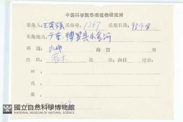 桃葉珊瑚藏品圖，第2張