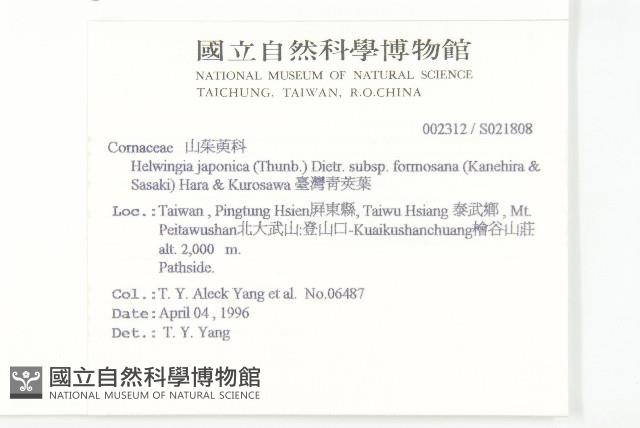 臺灣青莢葉藏品圖，第2張