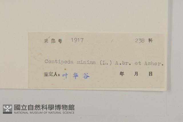 石胡荽、吐金草藏品圖，第3張