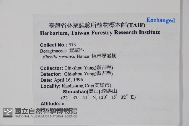 恆春厚殼樹藏品圖，第2張