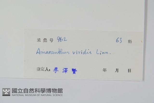 Green amaranth Collection Image, Figure 2, Total 2 Figures