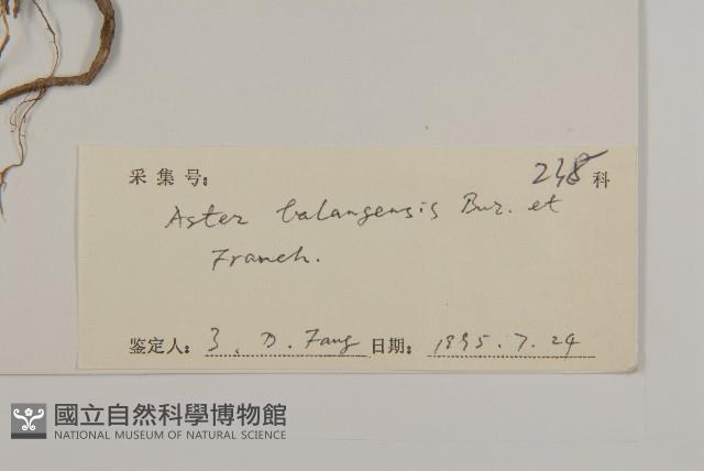 巴塘紫菀藏品圖，第3張