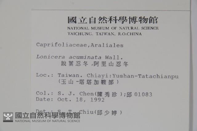 阿里山忍冬、漸尖葉忍冬藏品圖，第2張