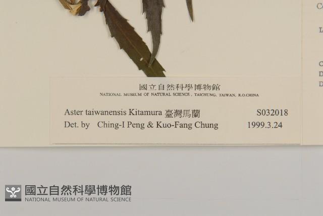 臺灣馬蘭藏品圖，第3張