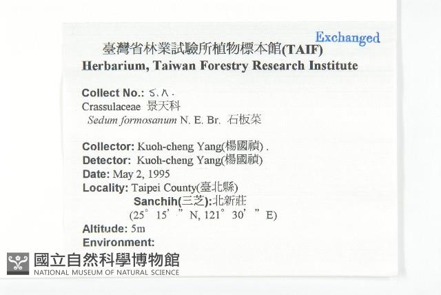 台灣佛甲草、石板菜藏品圖，第2張