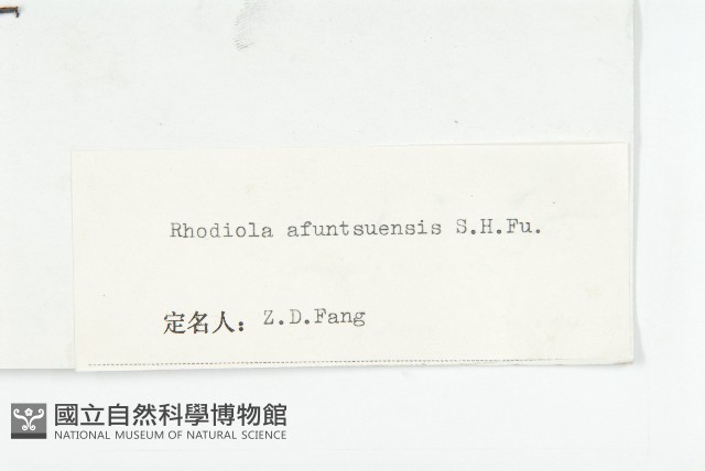 粗花烏頭藏品圖，第4張