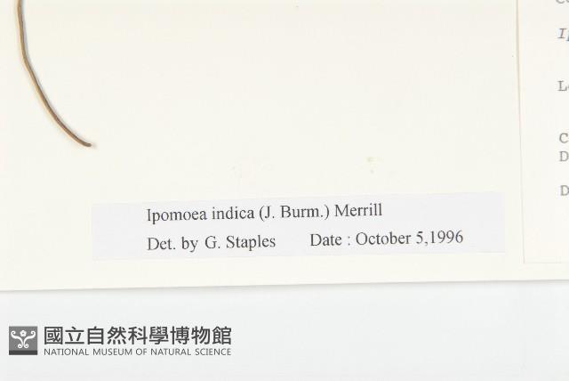 銳葉牽牛藏品圖，第3張