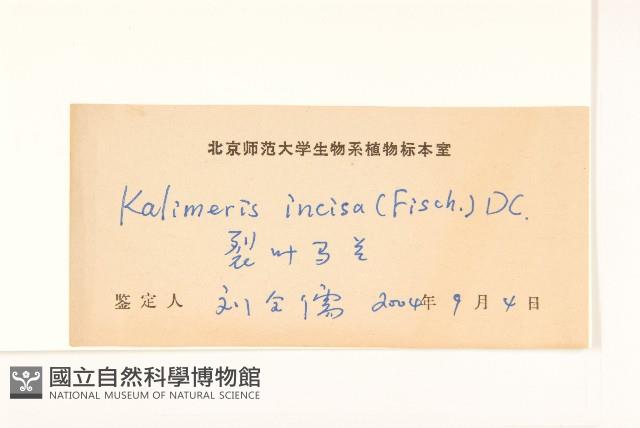 裂葉馬蘭藏品圖，第3張