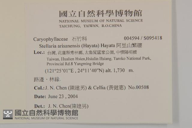 阿里山繁縷藏品圖，第2張
