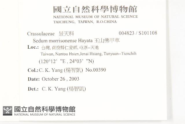 小葉赤楠藏品圖，第2張