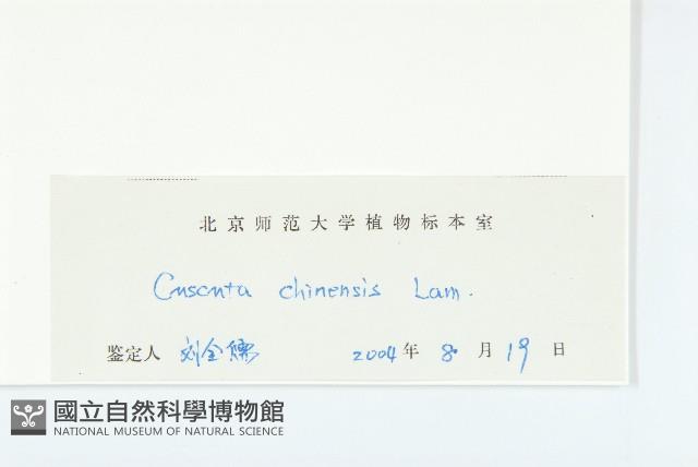 中國菟絲子藏品圖，第3張