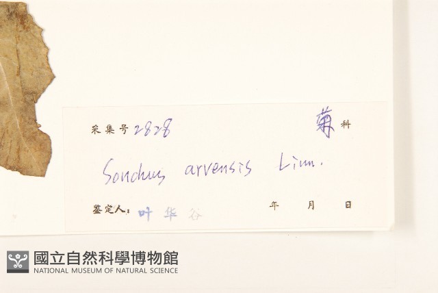 苦苣菜藏品圖，第3張