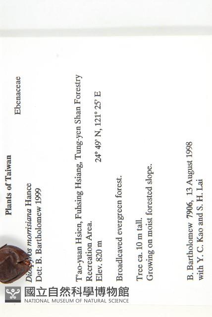 山紅柿藏品圖，第2張