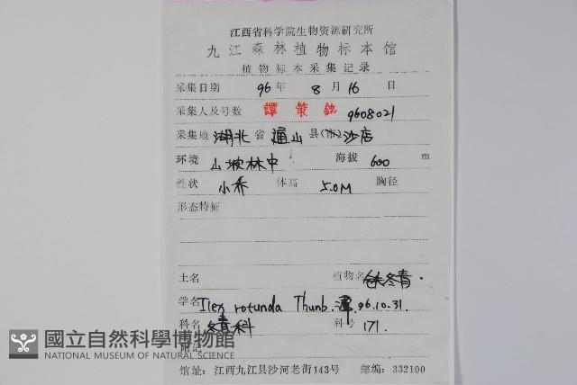 Chinese holly Collection Image, Figure 2, Total 2 Figures