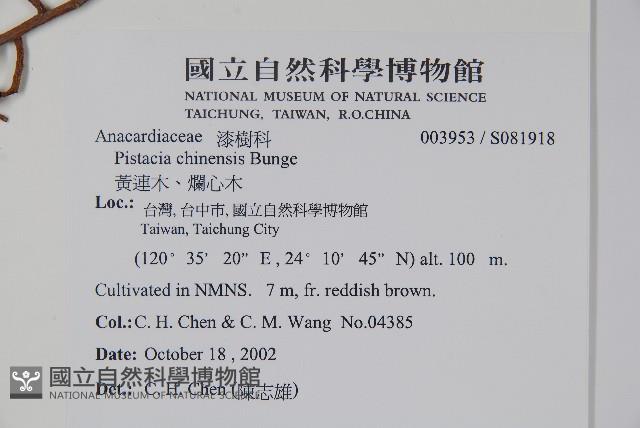 黃連木、爛心木藏品圖，第2張