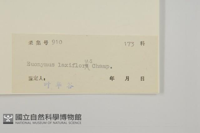 大丁黃藏品圖，第3張