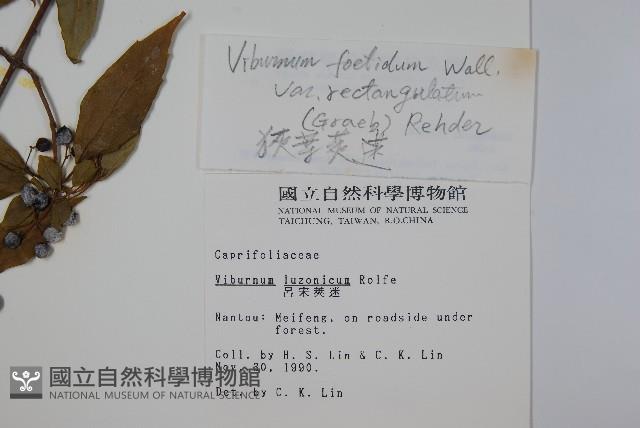 Luzon Viburnum Collection Image, Figure 2, Total 2 Figures