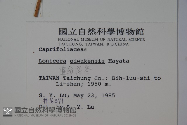 追分忍冬藏品圖，第2張