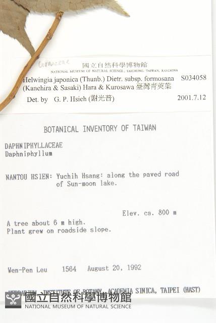 臺灣青莢葉藏品圖，第2張