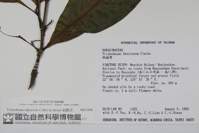 假酸漿藏品圖，第2張