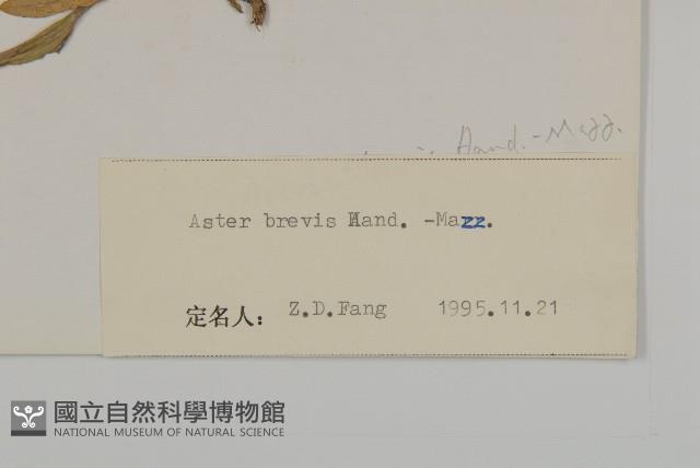 短莖紫菀藏品圖，第3張