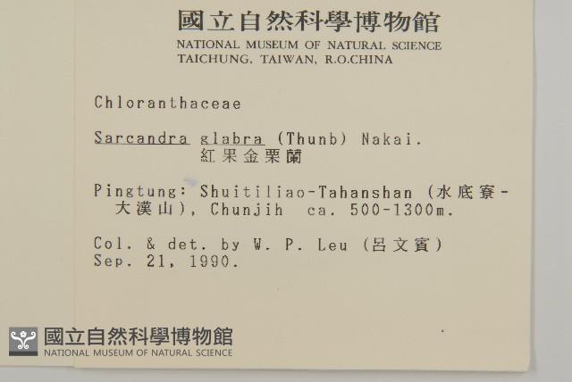 草珊瑚、紅果金粟蘭藏品圖，第2張