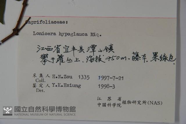 裡白忍冬、紅腺忍冬藏品圖，第2張