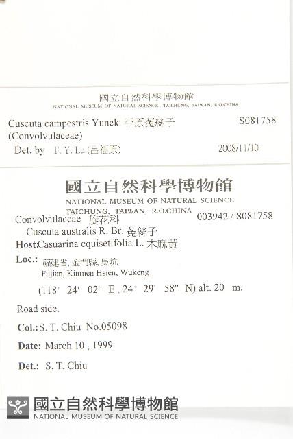 平原菟絲子藏品圖，第2張